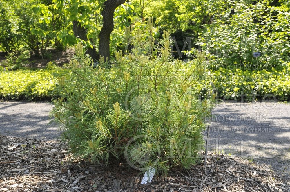 Pinus Mini Twists (Pine conifer) 19  