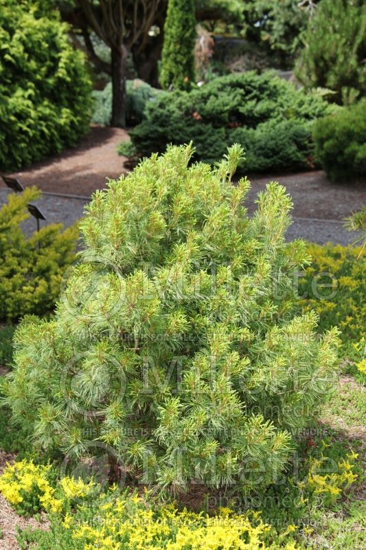 Pinus Mini Twists (Pine conifer) 4  