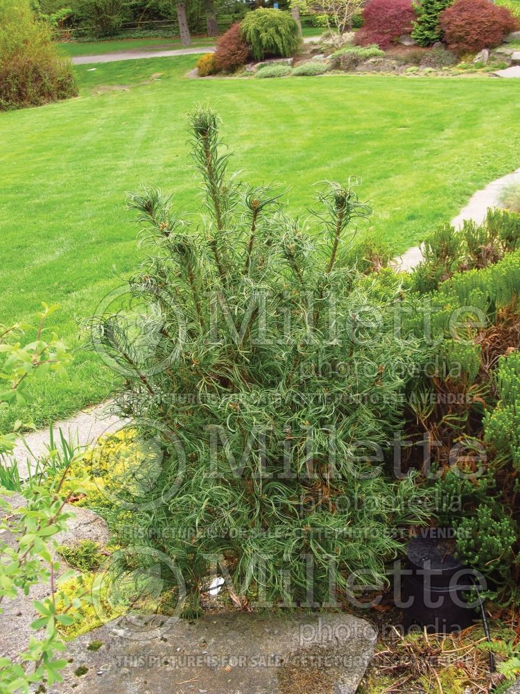 Pinus Mini Twists (Pine conifer) 13  