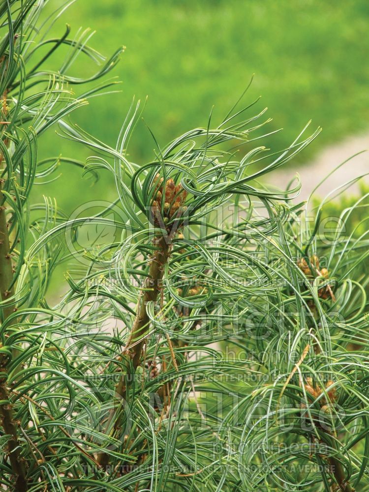 Pinus Mini Twists (Pine conifer) 14  