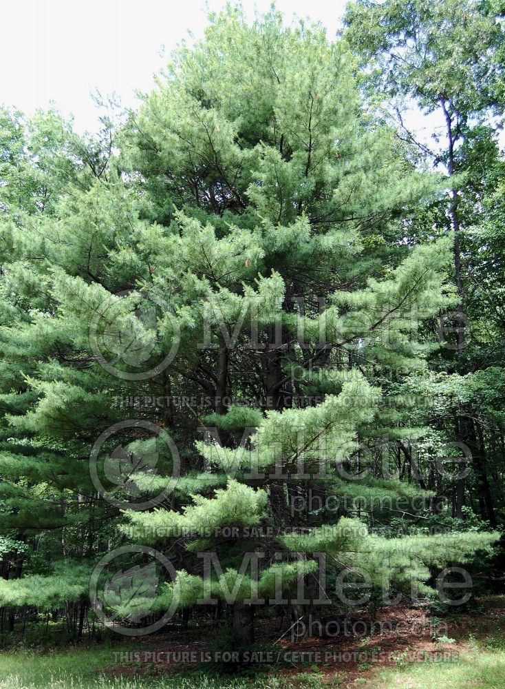 Pinus strobus (White Pine conifer) 3 