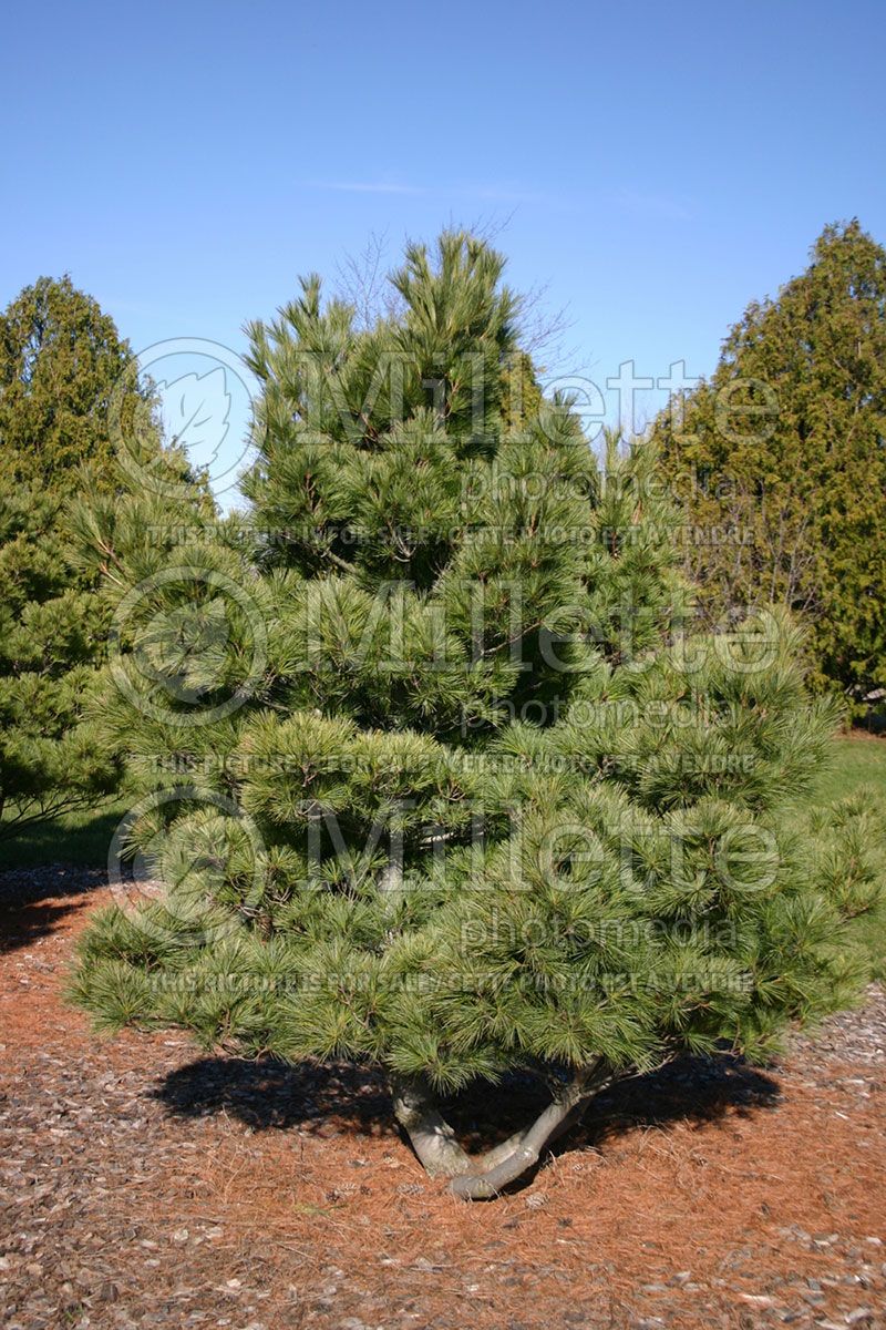 Pinus radiata aka nana (Pine conifer) 2