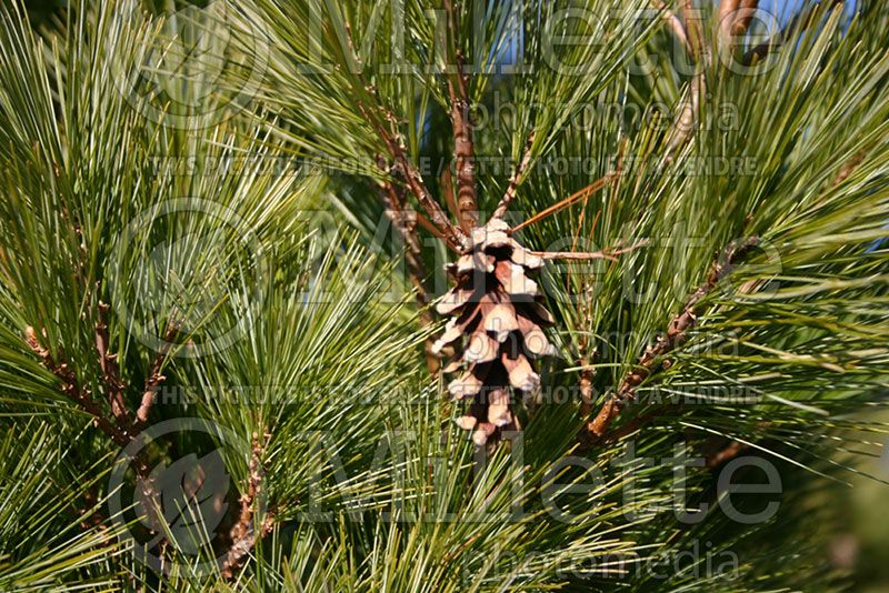 Pinus radiata aka nana (Pine conifer) 1