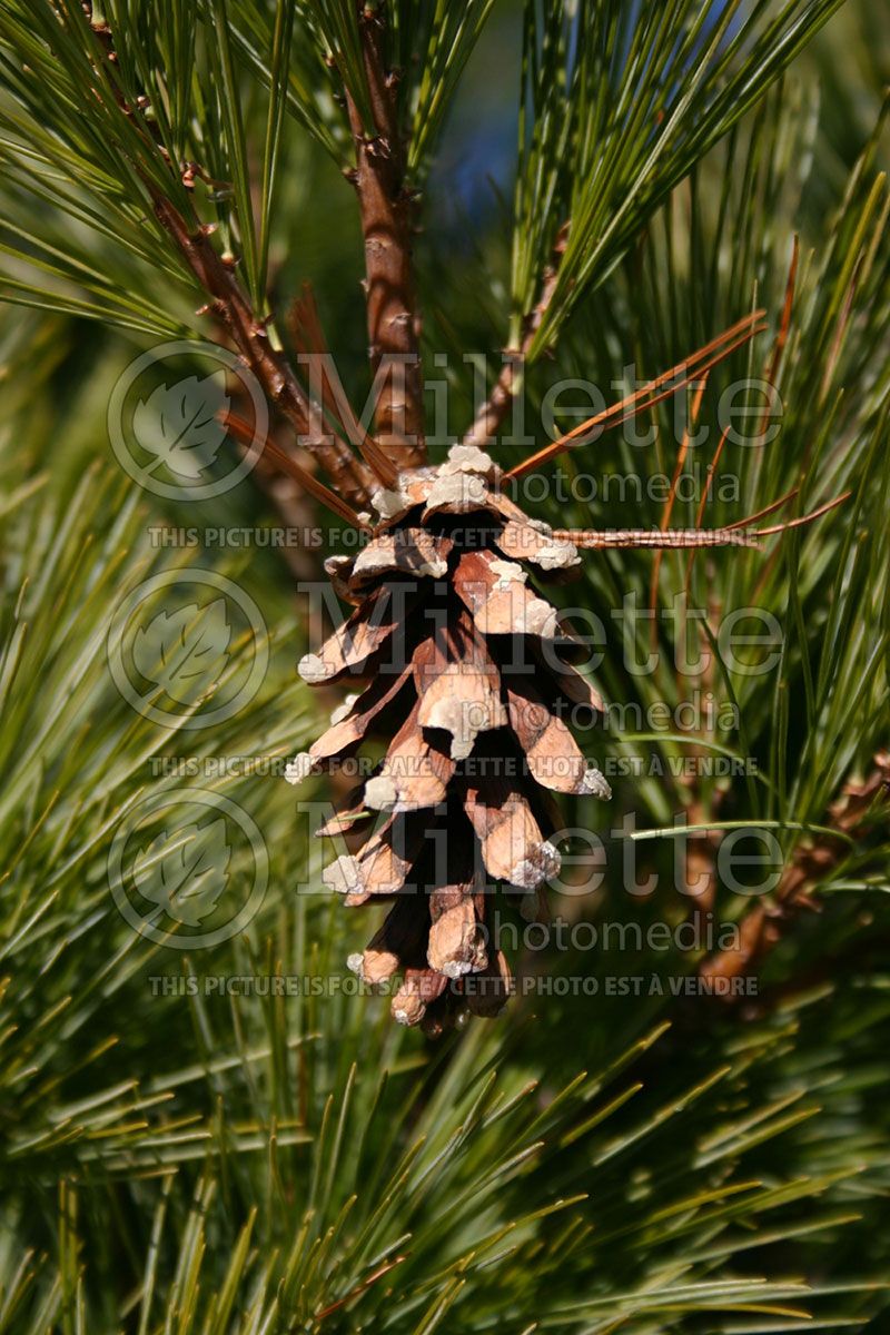 Pinus radiata aka nana (Dwarf Eastern White Pine conifer) 3