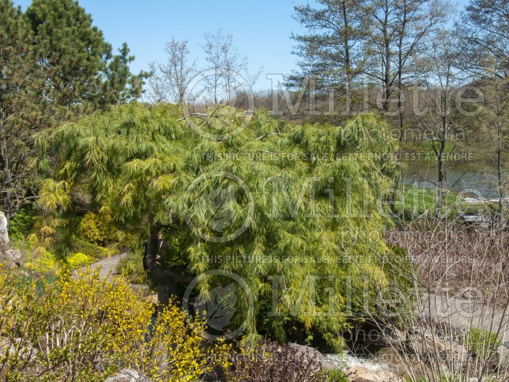 Pinus strobus Pendula (Pine conifer) 5