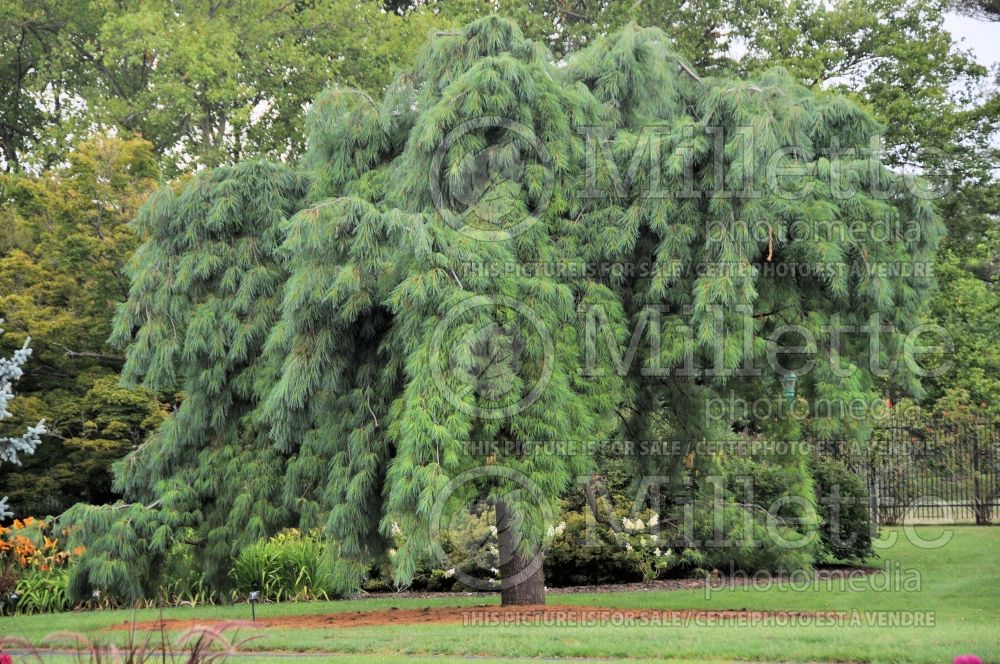 Pinus strobus Pendula (Pine conifer) 2