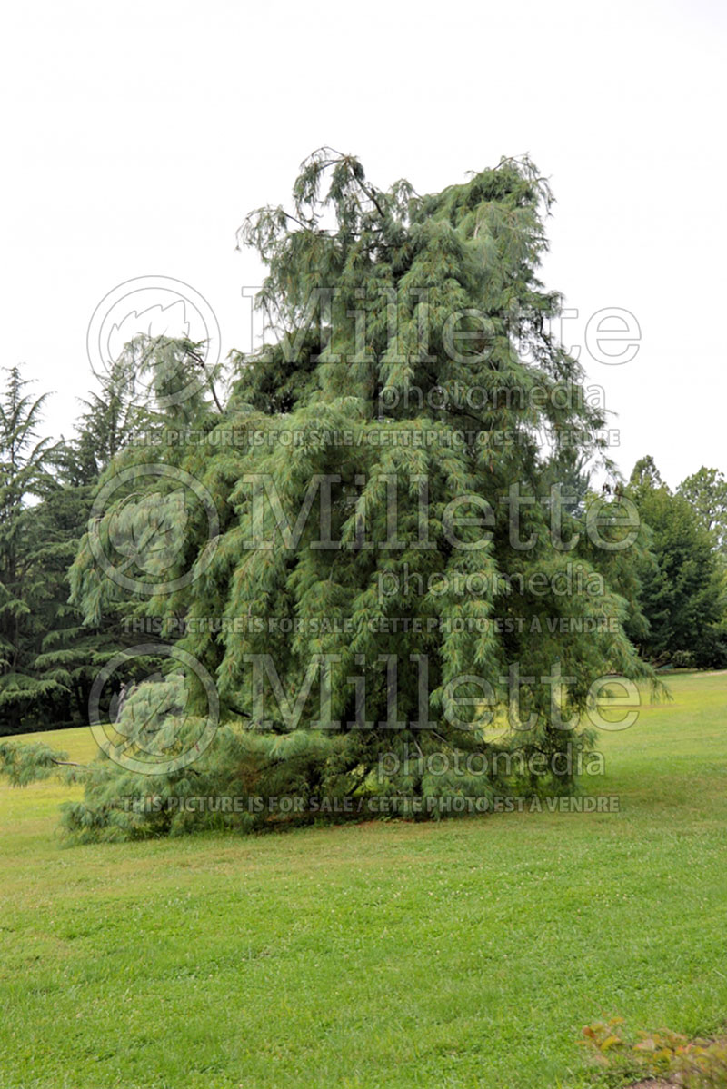 Pinus strobus Pendula (Pine conifer) 1