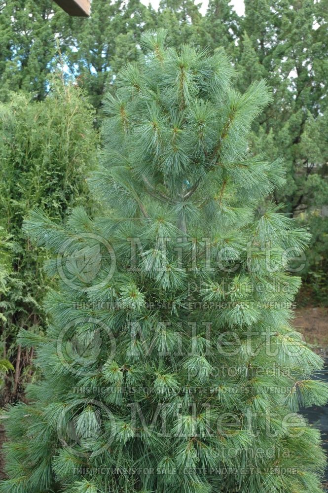 Pinus strobus (White Pine conifer) 8 
