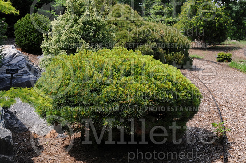 Pinus Sea Urchin (Pine conifer) 1