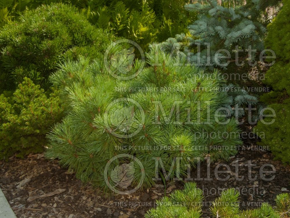 Pinus Windswept (White Pine conifer) 2