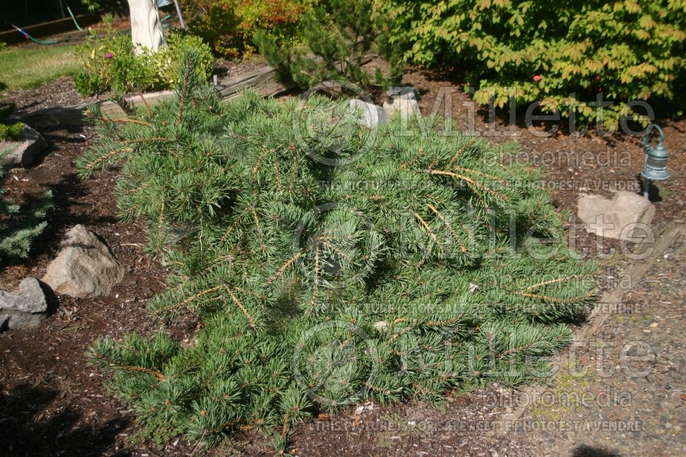 Pinus sylvestris (Scotch pine conifer) 6