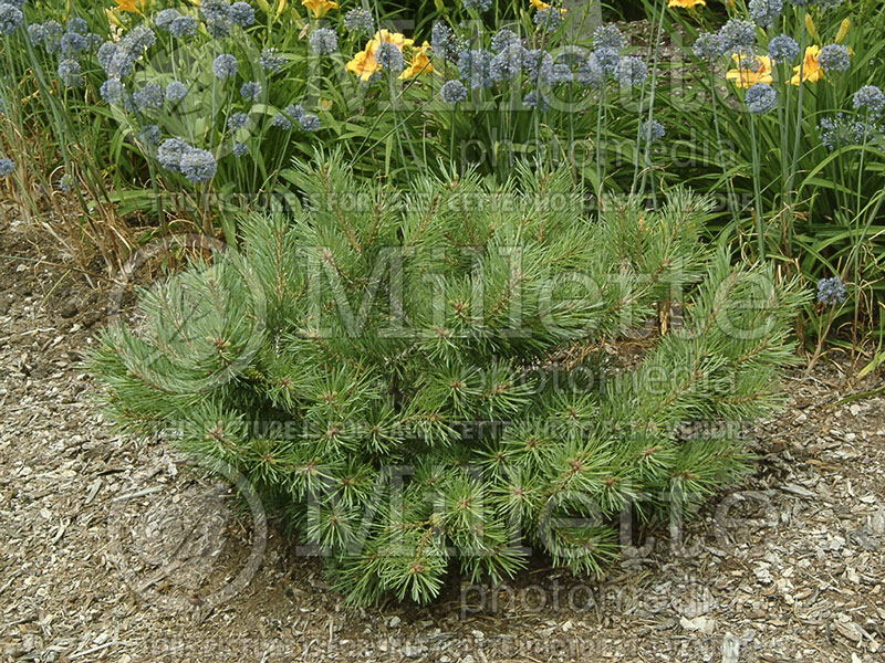 Pinus Albyn Prostrata (Pine conifer) 2