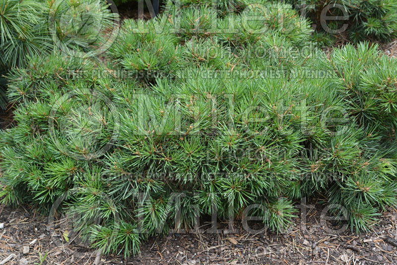 Pinus Albyn Prostrata (Pine conifer) 3