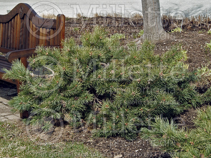 Pinus Albyn Prostrata (Pine conifer) 5