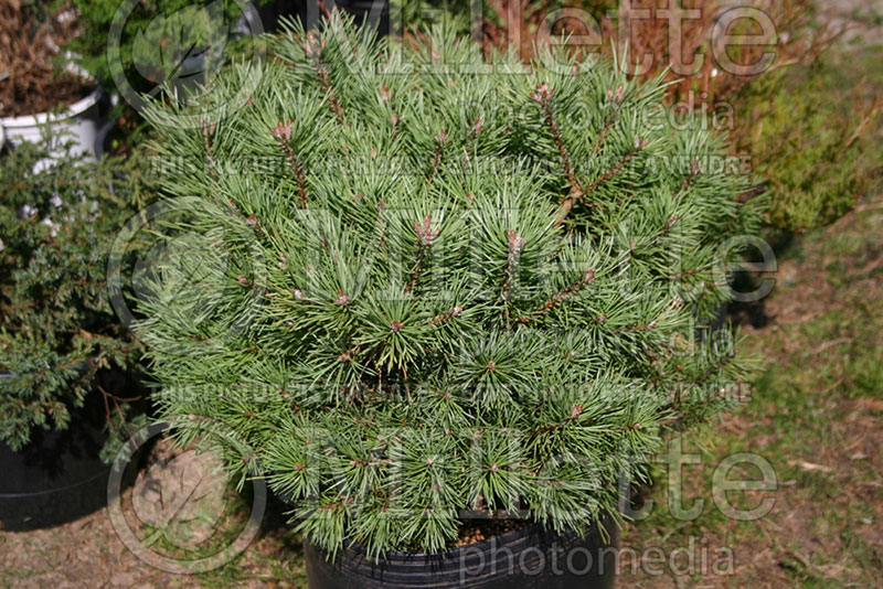 Pinus Beacon Hill (Pine conifer) 1 