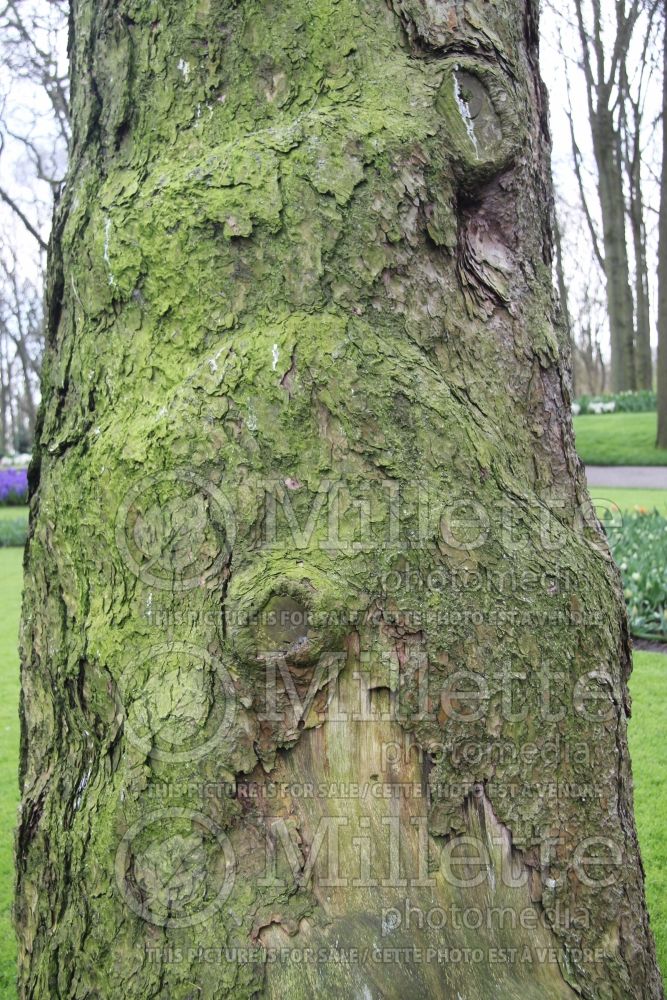 Pinus sylvestris – bark (Scotch pine conifer) 5