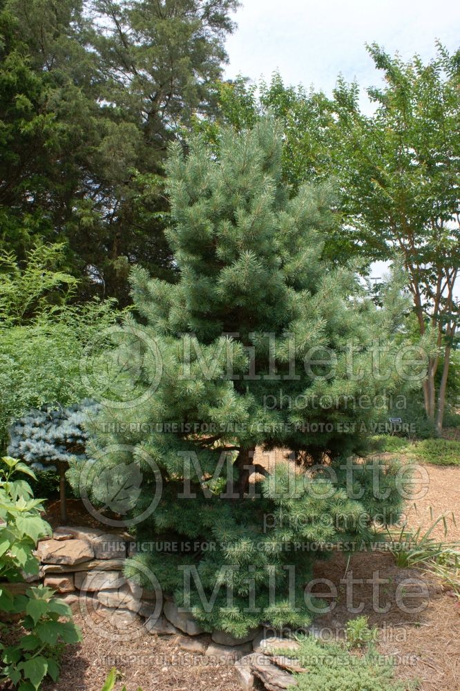 Pinus French Blue (White Pine conifer) 1 