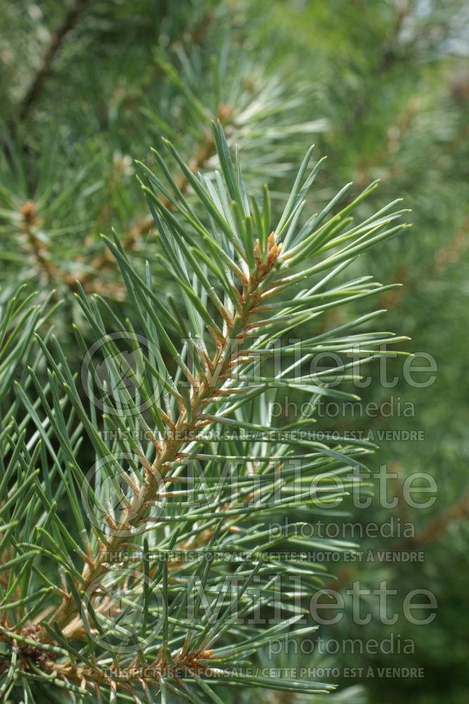 Pinus French Blue (White Pine conifer) 2 