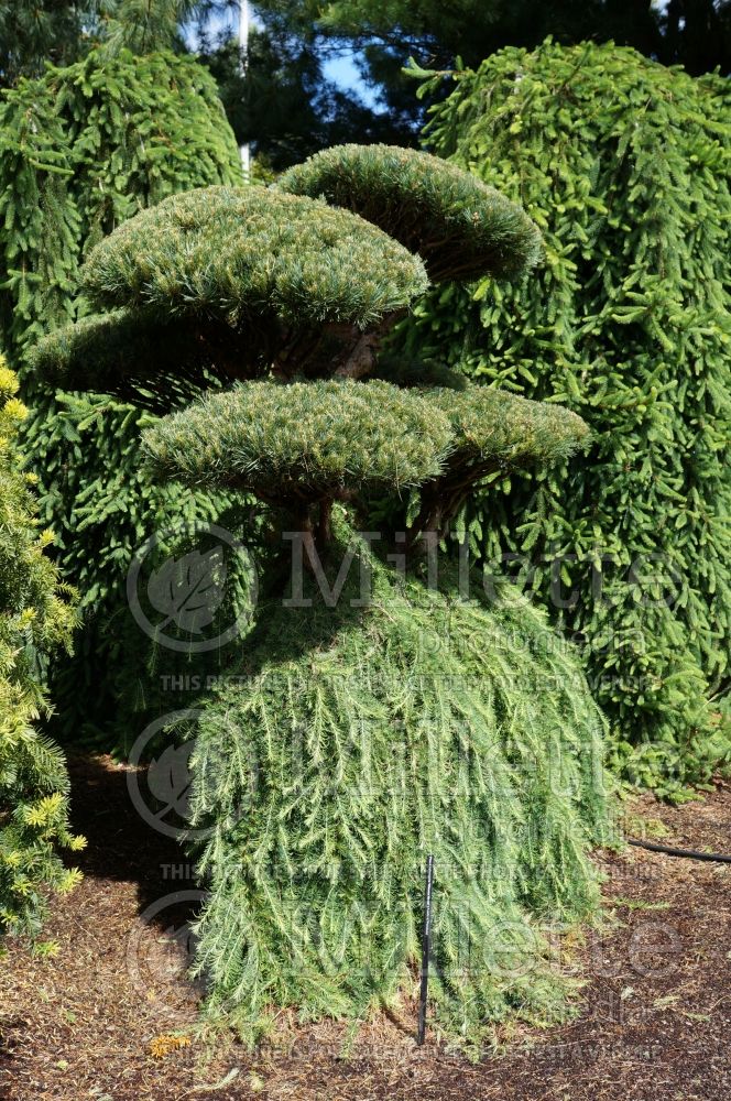 Pinus Glauca Nana (Pine conifer) 1