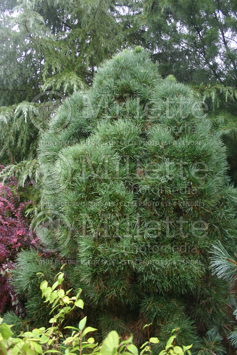 Pinus Globosa Viridis (Scots Pine conifer) 1  