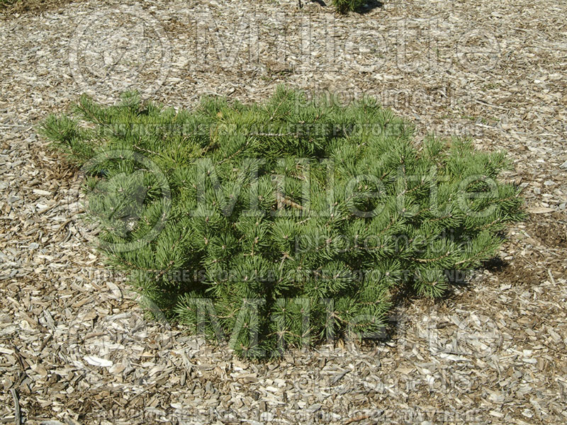 Pinus Hillside Creeper (Pine conifer) 2