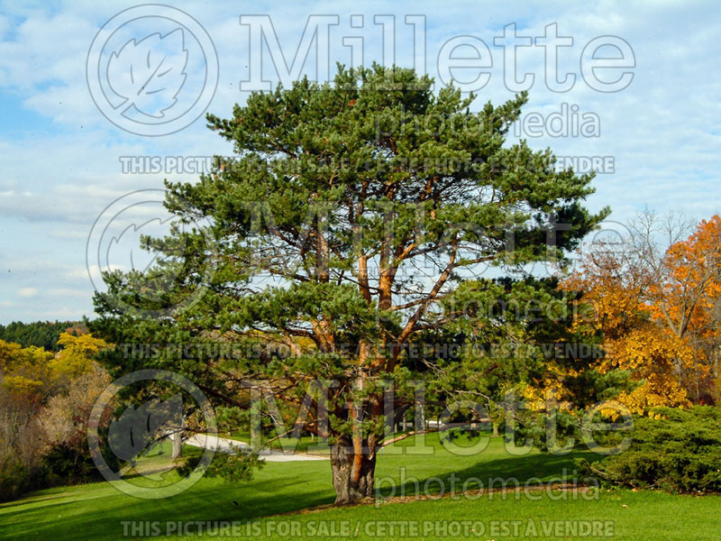 Pinus sylvestris (Scotch pine conifer) 1