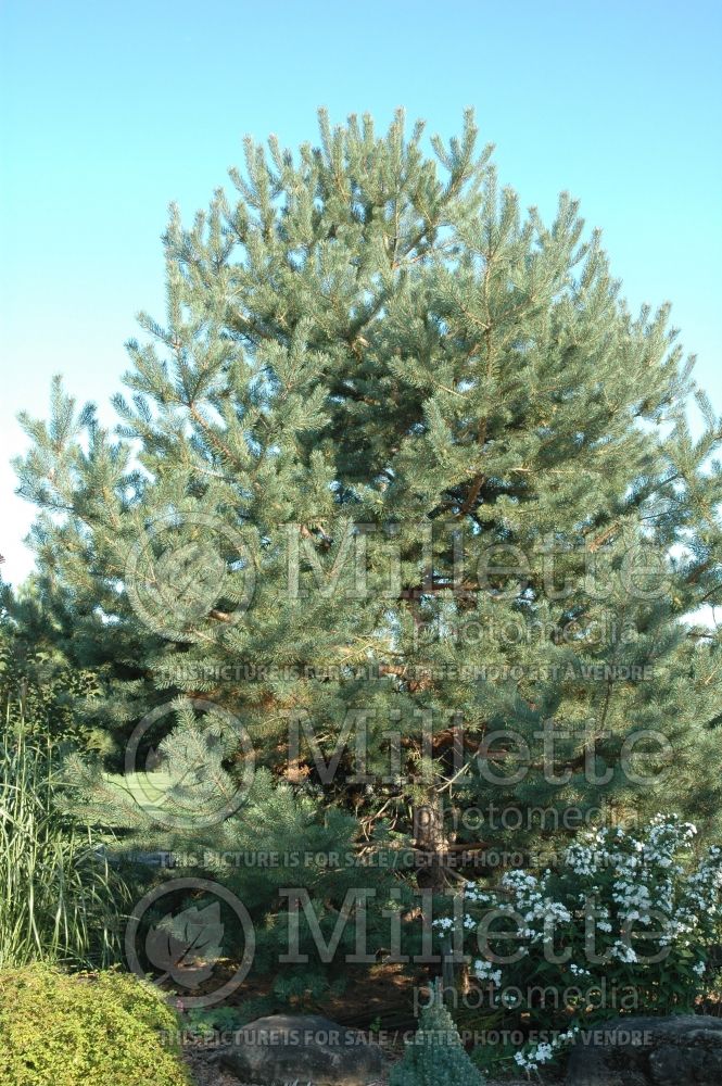 Pinus sylvestris (Scotch pine conifer) 3