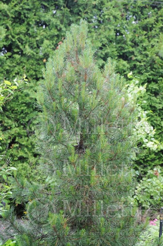 Pinus Slim Jim (Pine conifer) 2