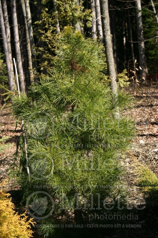 Pinus Slim Jim (Pine conifer) 3