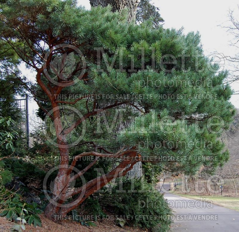 Pinus Watereri (Pine conifer) 1