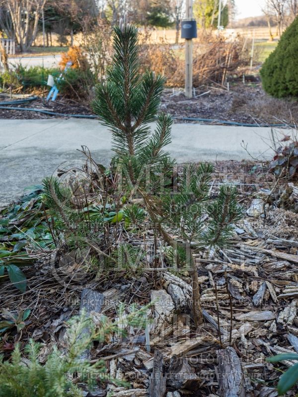 Pinus Kotobuki (Winter look) Pine conifer) 2