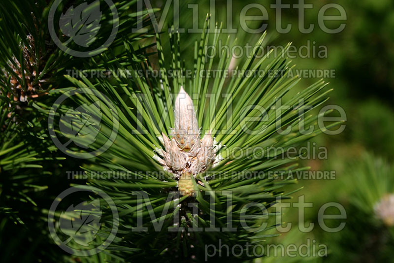 Pinus Thunderhead (Pine conifer)   1