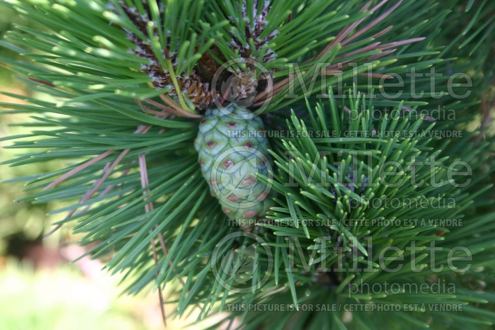 Pinus Thunderhead (Pine conifer)   2