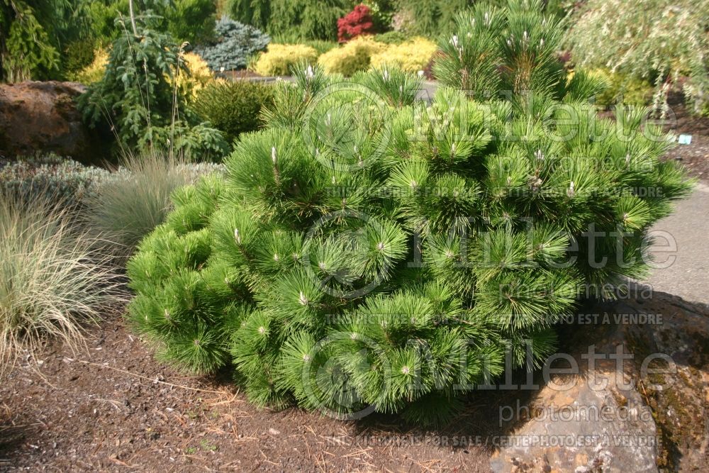 Pinus Thunderhead (Pine conifer)   4