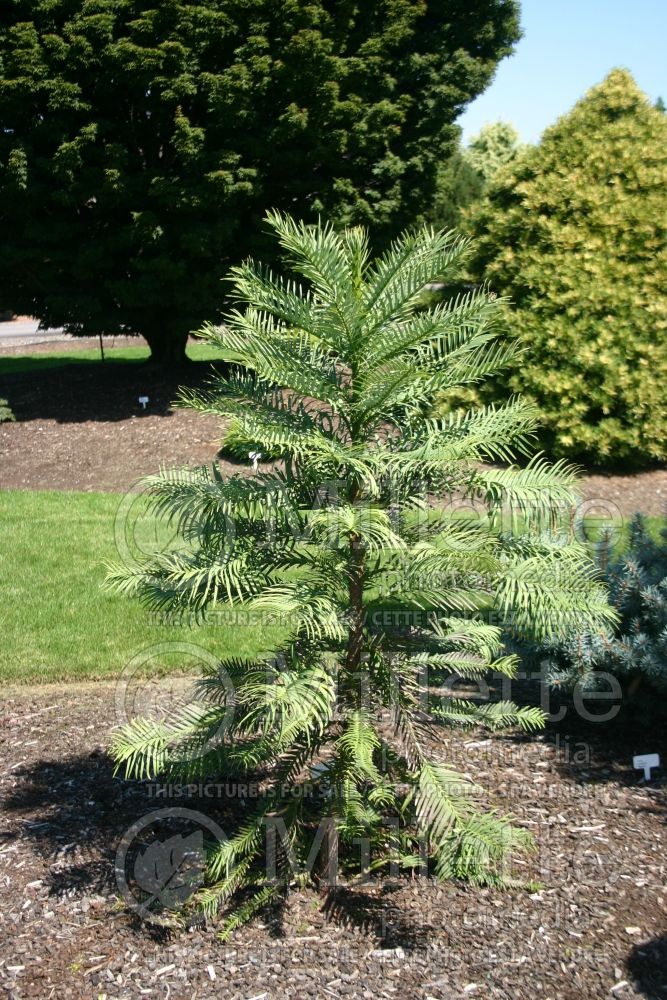 Pinus wollemia nobilis (Wollemi pine) 1