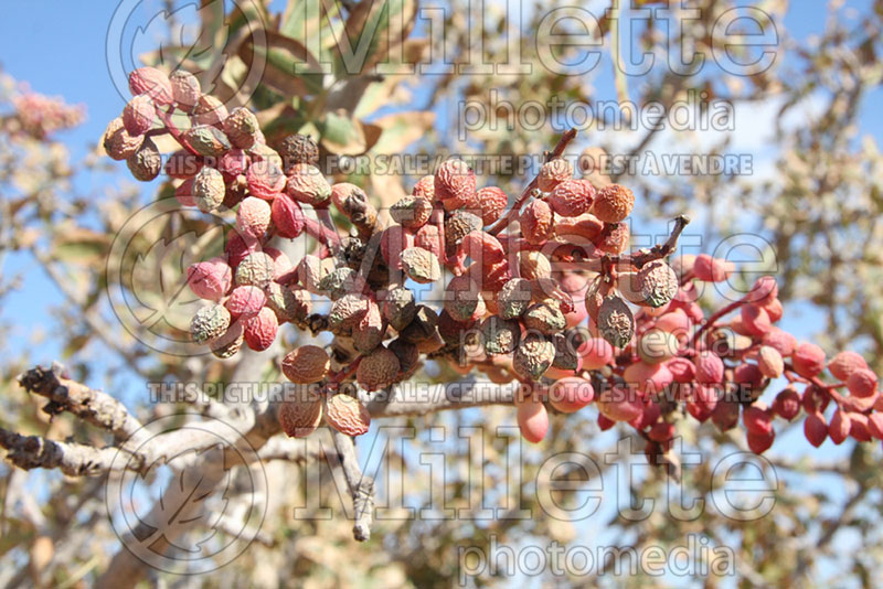 Pistachia vera (Pistachio tree) 1 