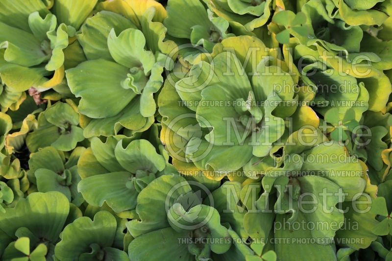 Pistia stratiotes (water cabbage, water lettuce) 1