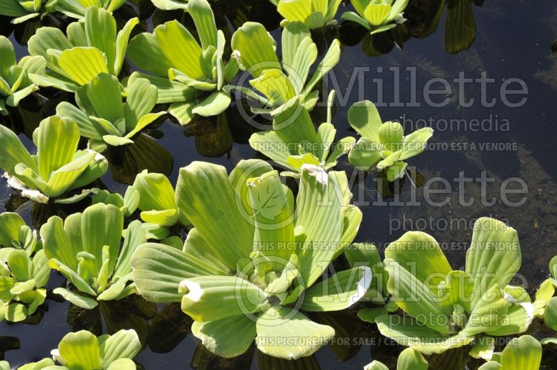 Pistia stratiotes (water cabbage, water lettuce) 2