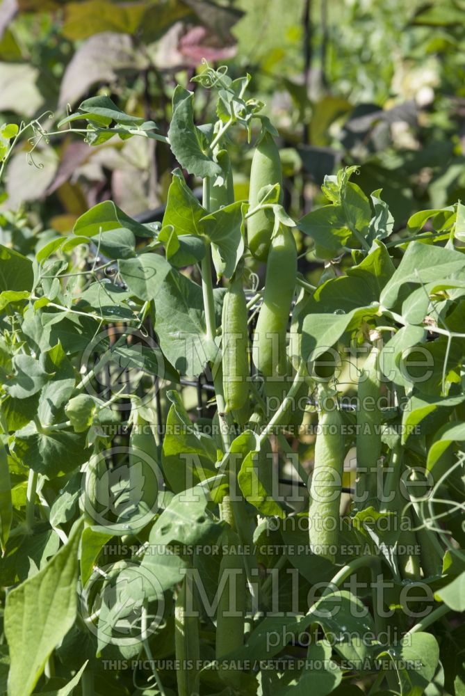 Pisum sativum (Snow Pea vegetable - Pois mange-tout) 14  