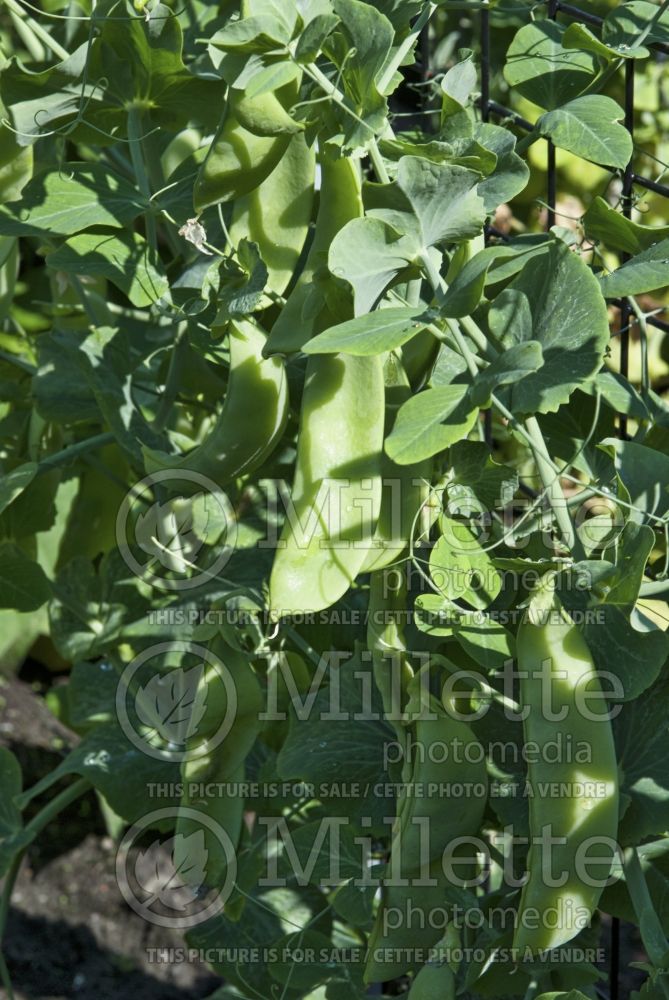 Pisum sativum macrocarpon (Sugar Snap Peas vegetable - Pois) 6 