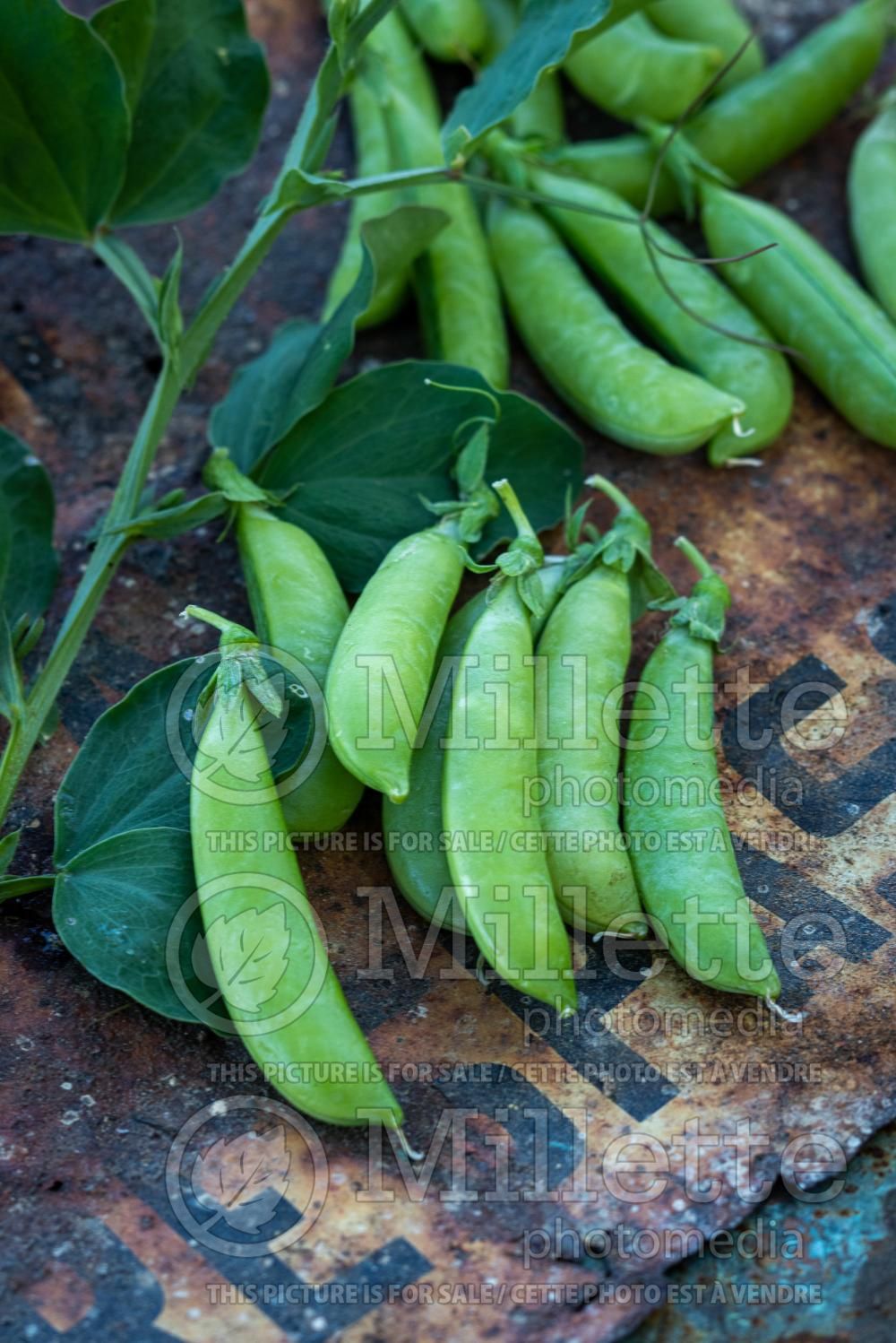 Pisum Sugar Snap (Snow Pea – vegetable - Pois mange-tout) 12