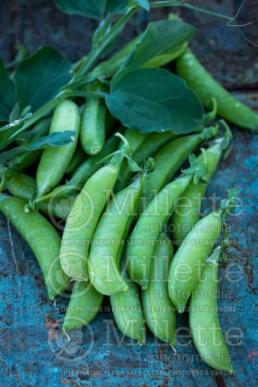 Pisum Sugar Snap (Snow Pea – vegetable - Pois mange-tout) 11