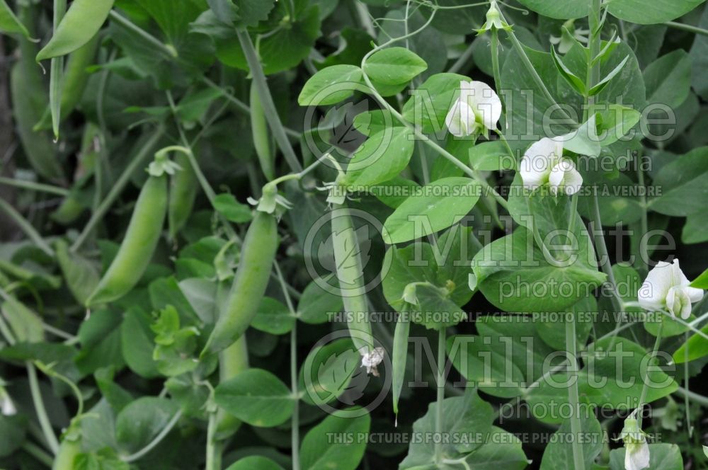 Pisum sativum (Snow Pea vegetable - Pois mange-tout) 8  