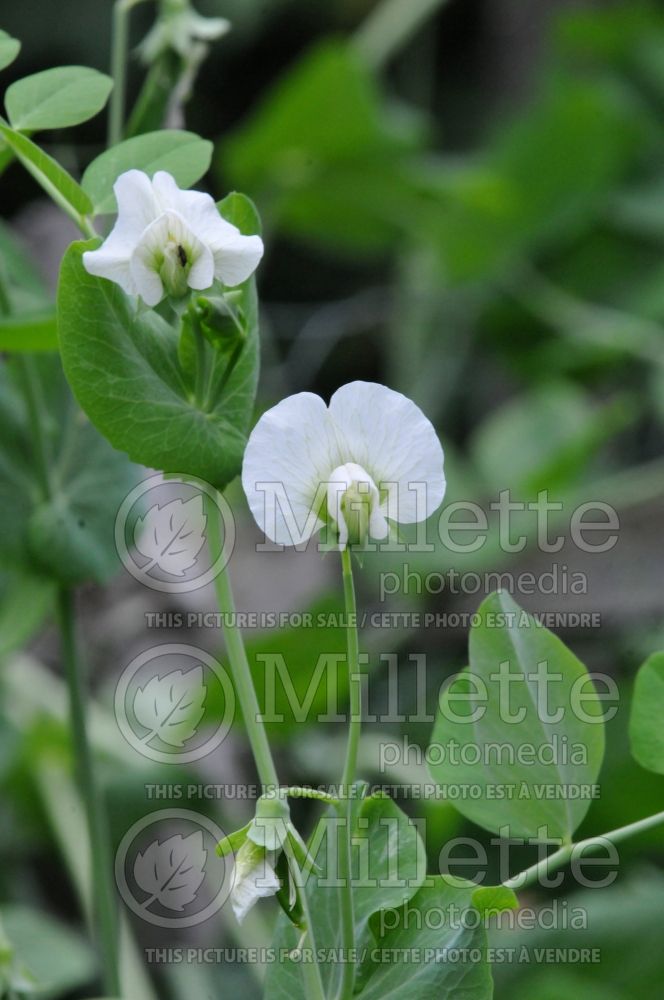 Pisum sativum (Snow Pea vegetable - Pois mange-tout) 9  