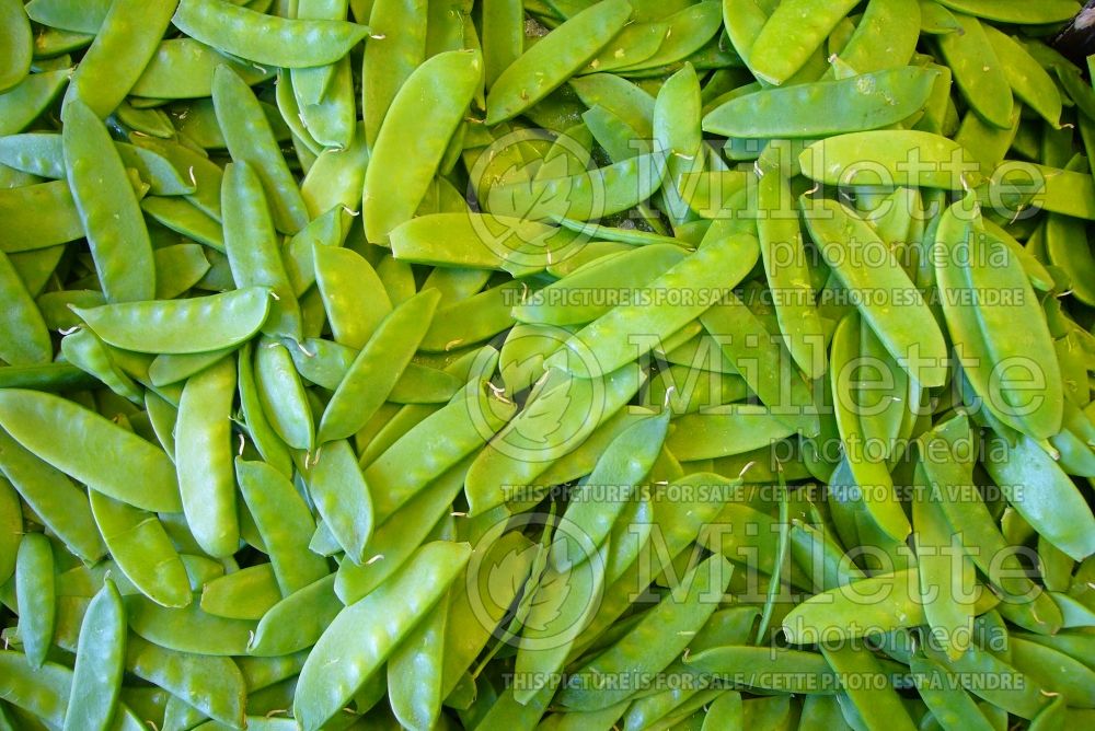 Pisum sativum (Snow Pea vegetable - Pois mange-tout) 13  