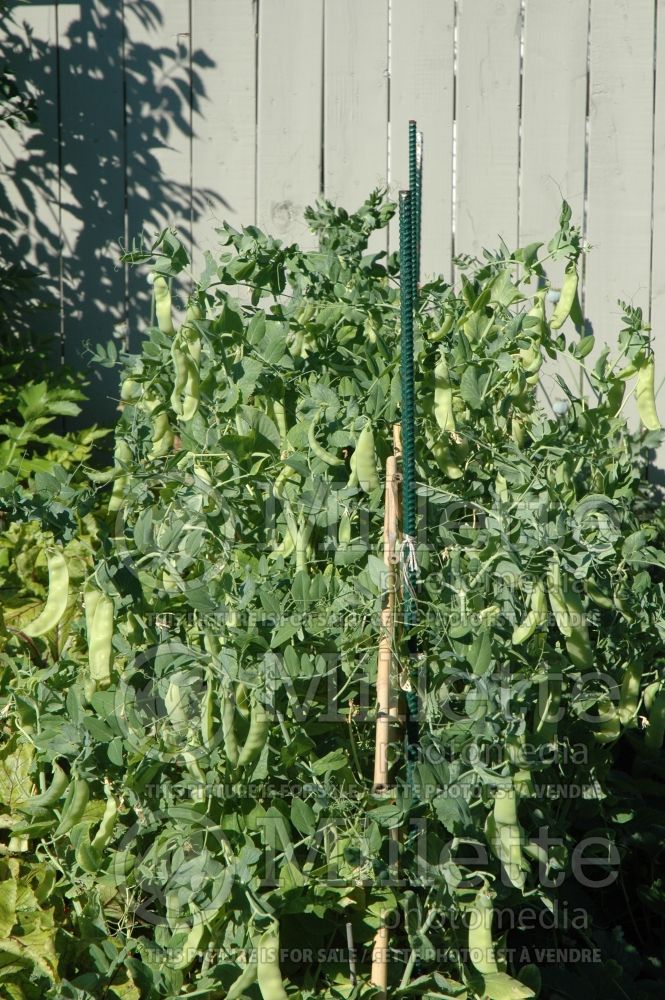 Pisum Little Sweetie (Snow Pea vegetable - Pois mange-tout) 3  