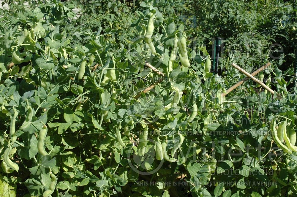 Pisum Little Sweetie (Snow Pea vegetable - Pois mange-tout) 4  