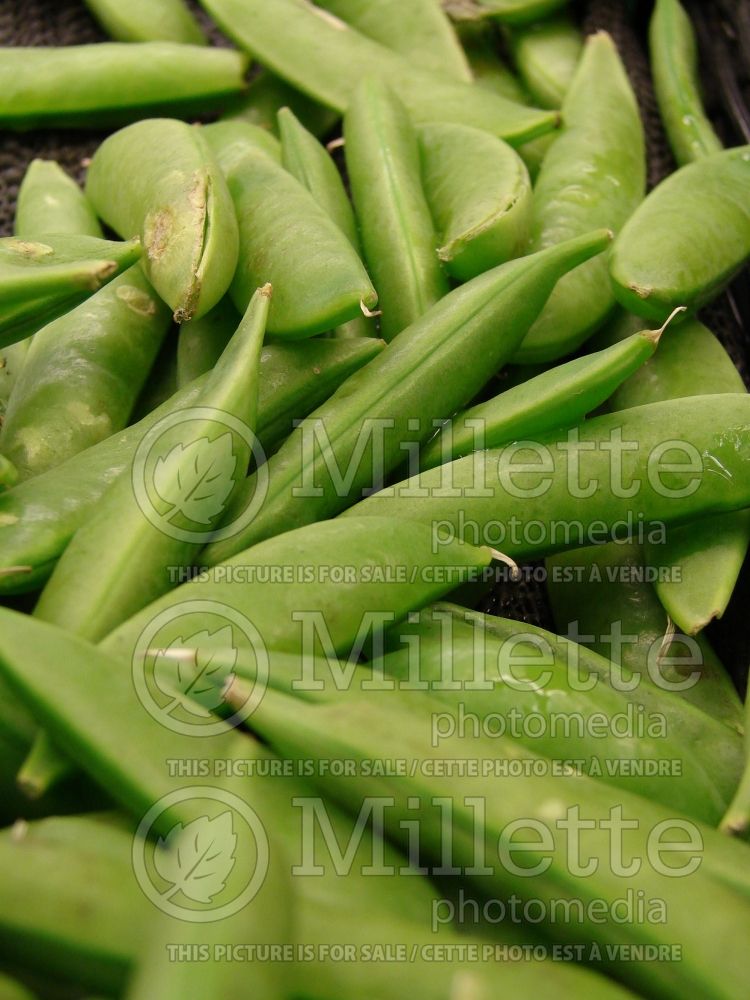 Pisum sativum macrocarpon (Sugar Snap Peas vegetable - Pois) 2 