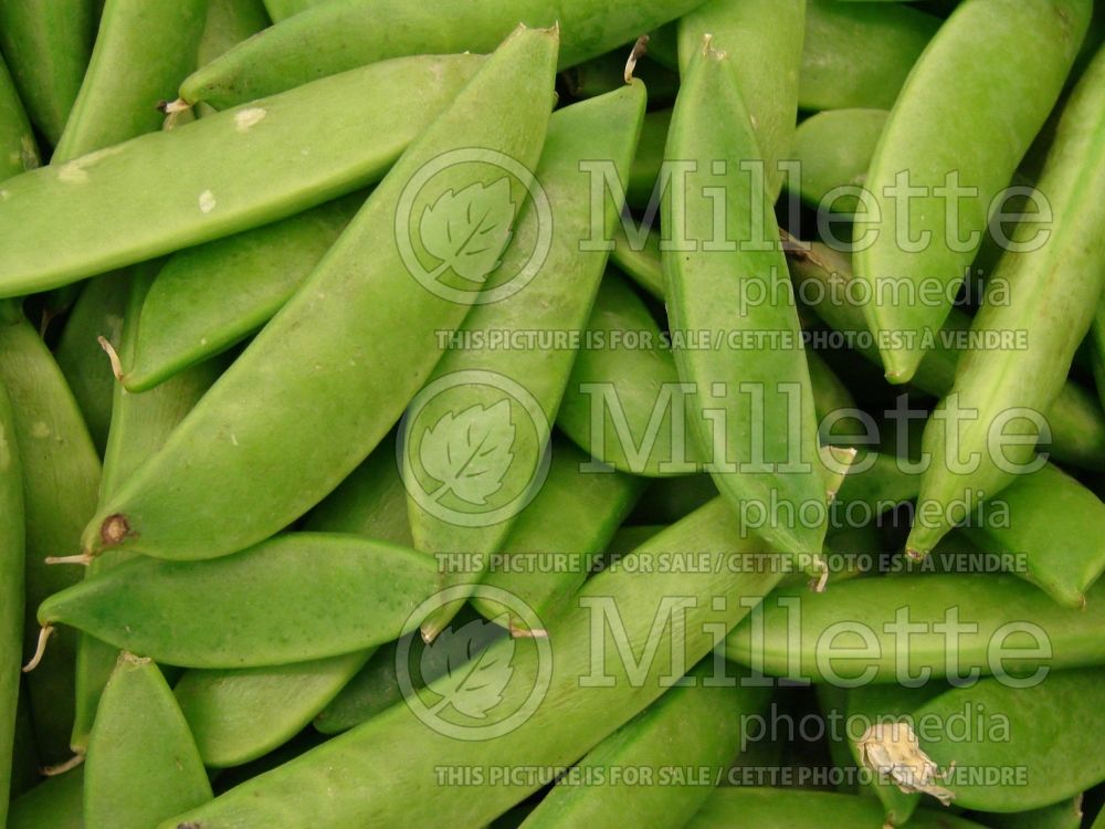 Pisum sativum macrocarpon (Sugar Snap Peas vegetable - Pois) 3 