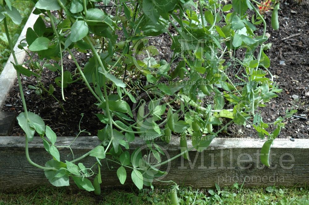 Pisum sativum (Snow Pea vegetable - Pois mange-tout) 7  